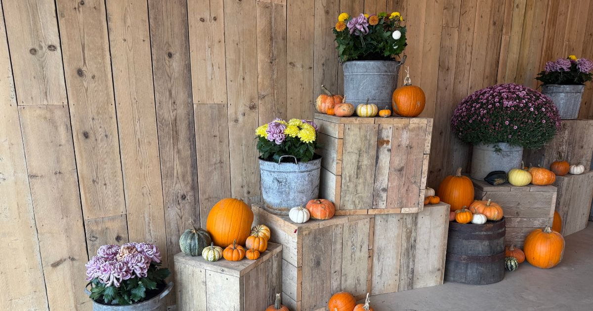 Tulleys Farm pumpkin photo display