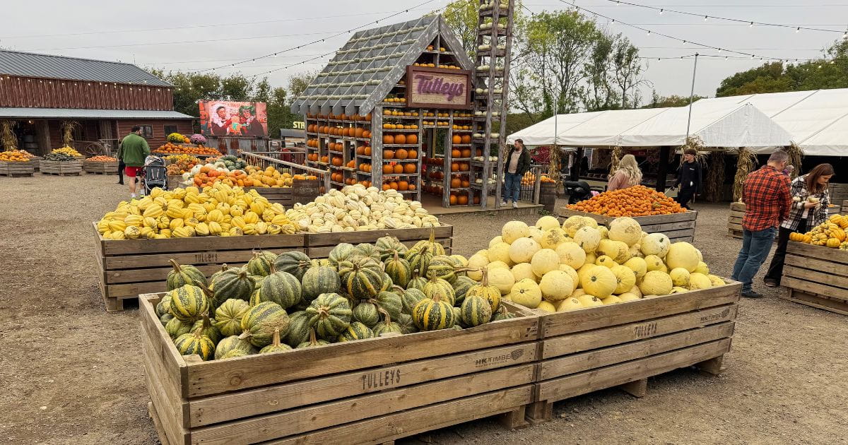 Tulleys farm pumpkins display