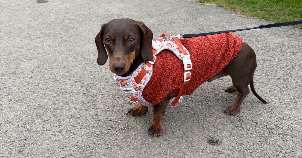 Tulleys Farm pumpkins dog in sweater