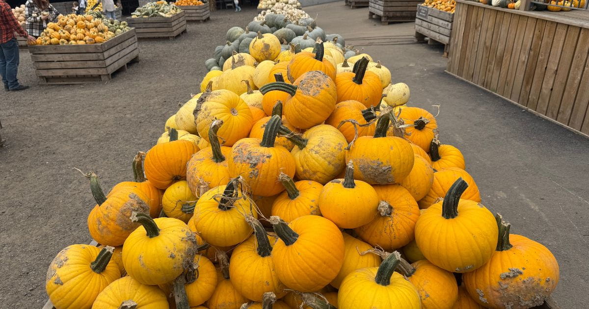Tulleys farm pumpkins on display