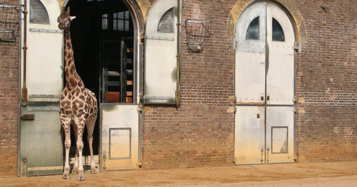 Giraffe at London Zoo
