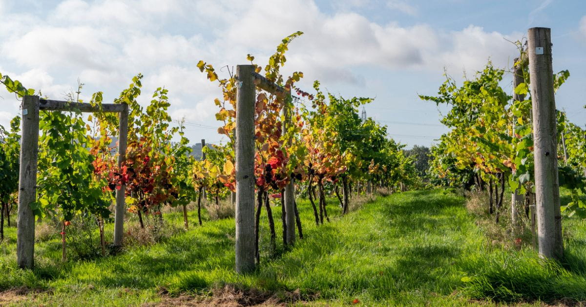 Countryside vineyard in Sussex, one of England's leading wine regions