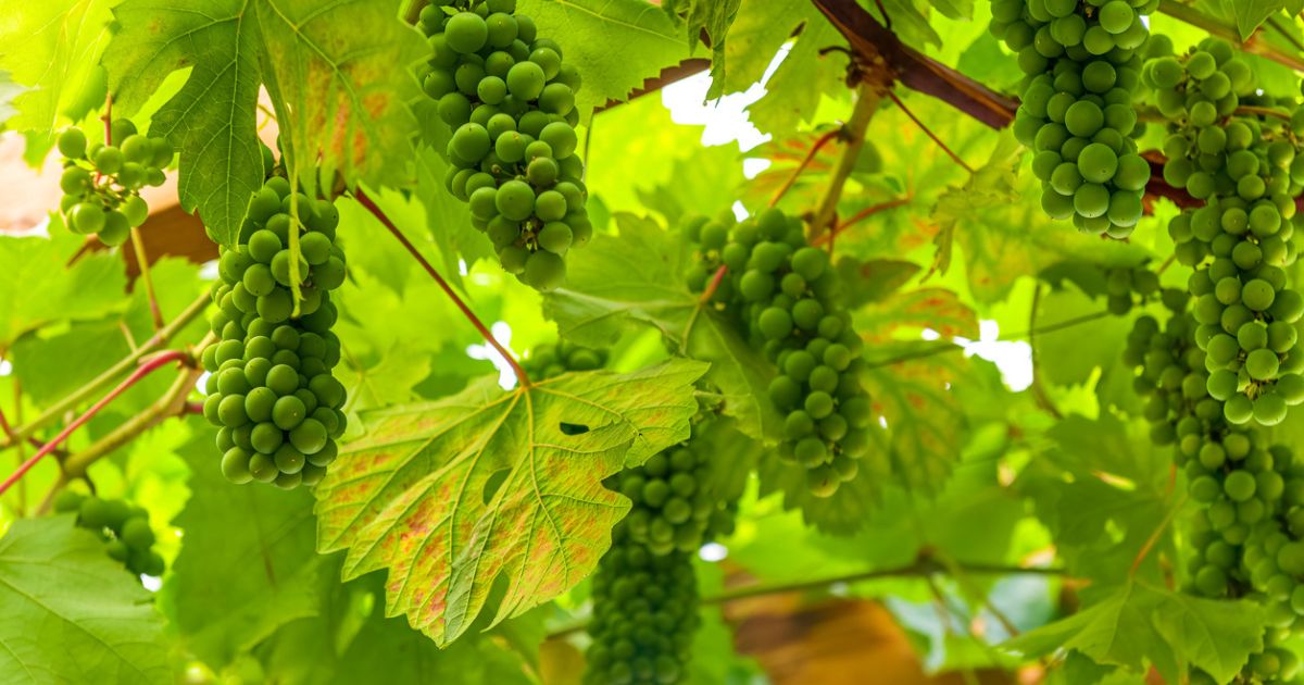 English grapes growing in a vineyard in south east england