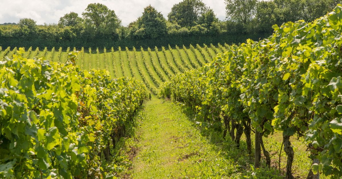 English vineyard landscape in Kent wine country