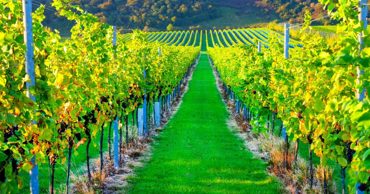 Rows of vines at a winery in south east England