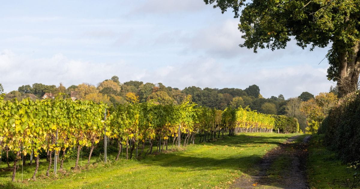 Vineyard tour through the rolling countryside of south east England