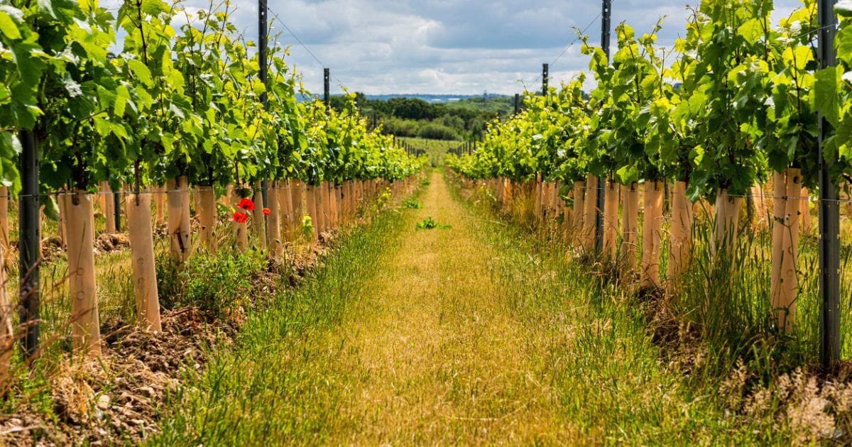 Vineyards in south east England on a sunny summer day