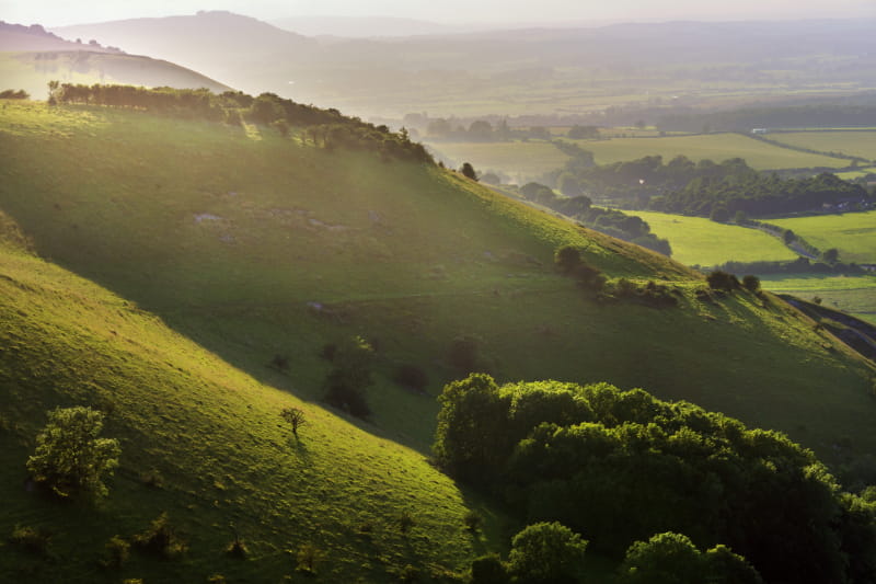 a herd of sheep walking across a lush green hillside