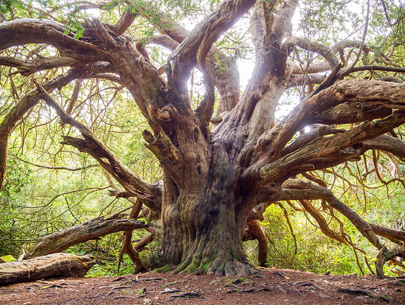 A large yew tree in a forest at Kingley Vale