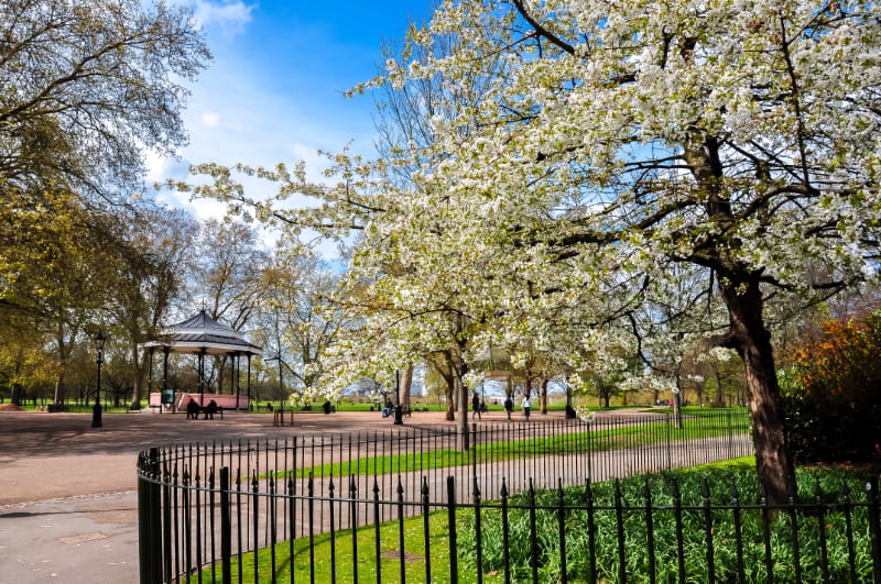 a tree in a fenced in area