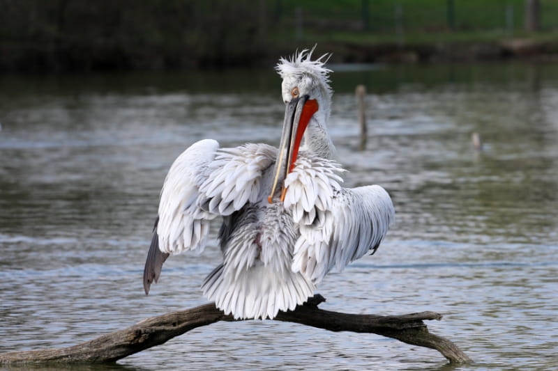 a bird swimming in water
