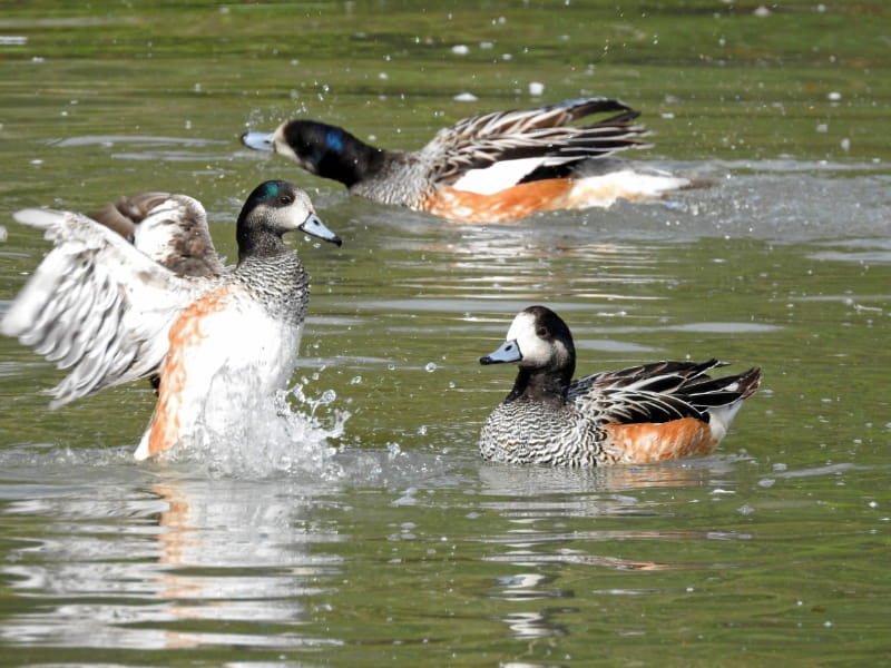 a flock of seagulls are swimming in a body of water