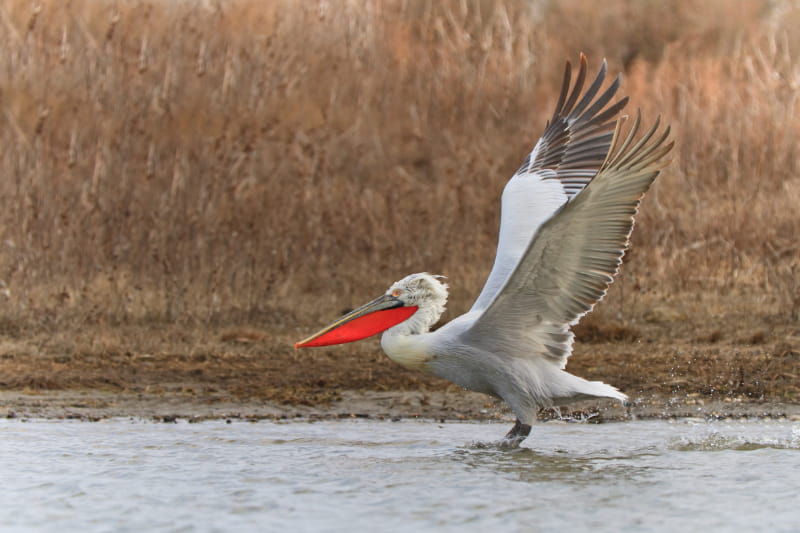 a bird flying over the water