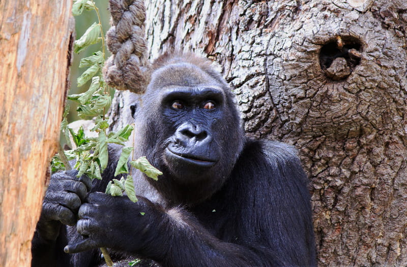 a close up of an animal