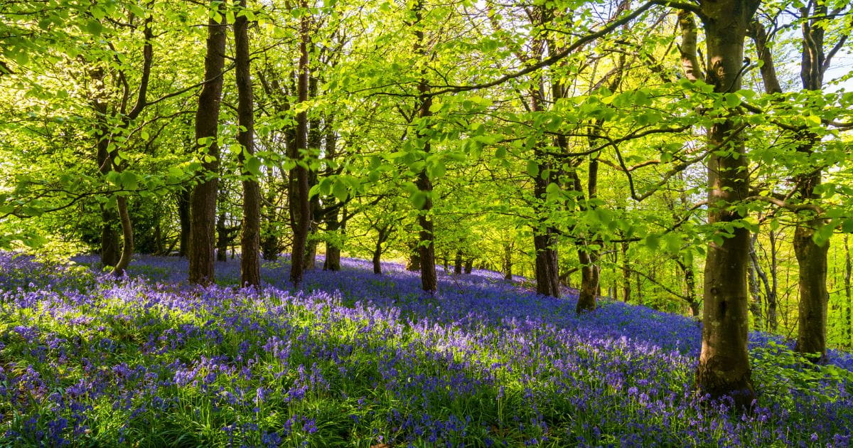 Bluebell walks Sussex woodland