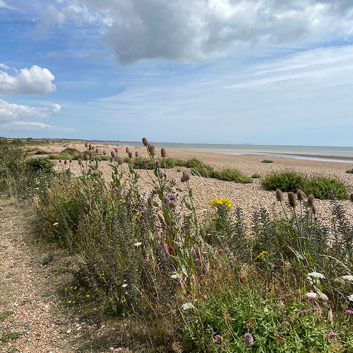 Beach view with some plants in the foreground