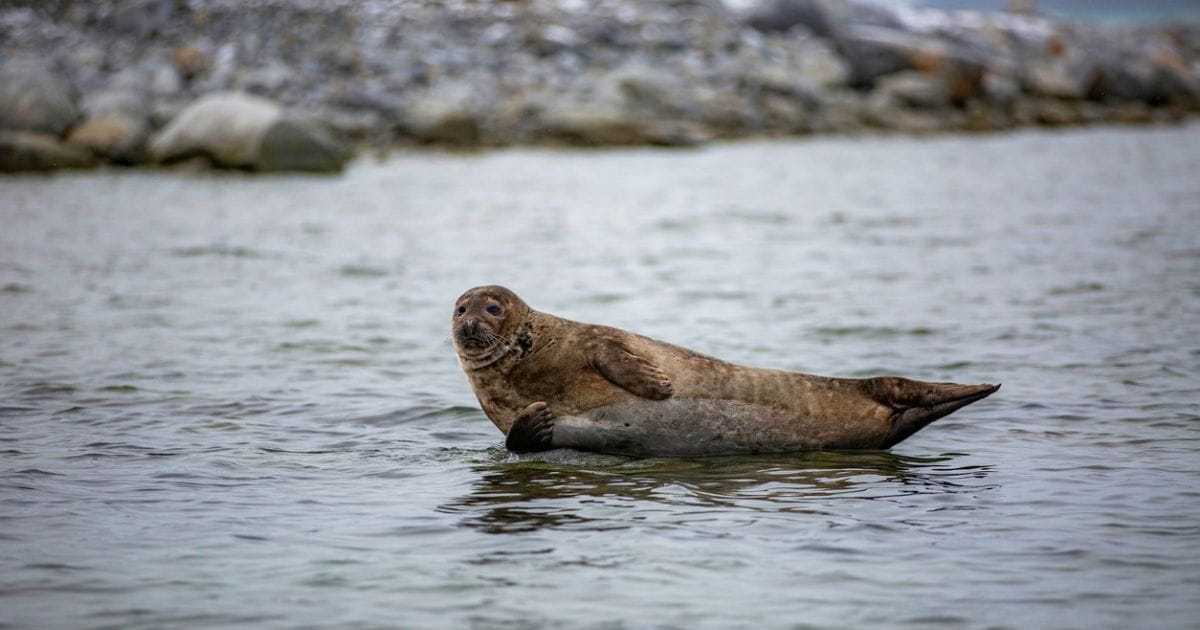 family attractions in Chichester Seal watching boat tours