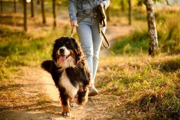 Dog friendly walks by train Southern Railway