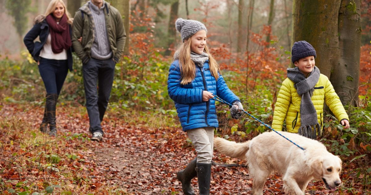 Dog friendly woodland walks Surrey