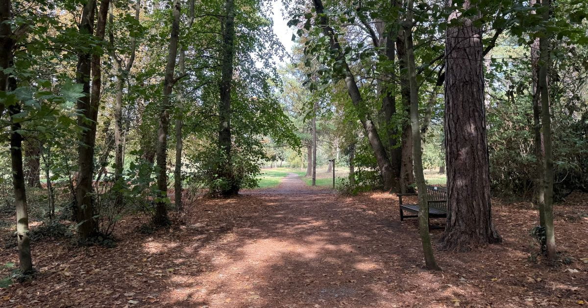 Forest walk woodland walk near London Surrey