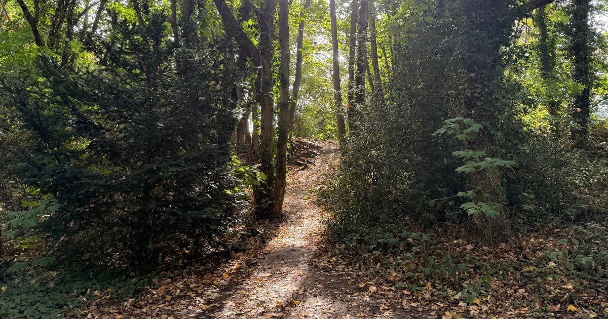Woodland walk forest walk