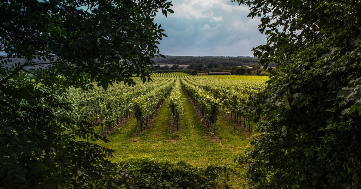 English winery surrounded by vineyards and farmland