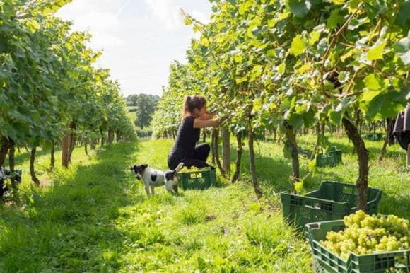 Expert vineyards and wineries guide