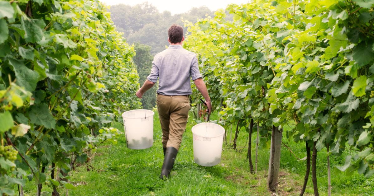 Man walking through a vineyard in south east England