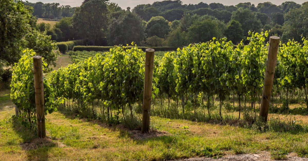 Wine tourism in south east England with vineyard views