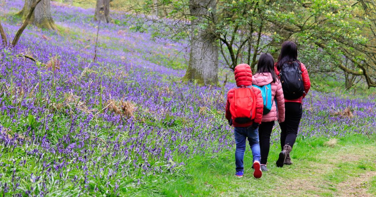 A family walking through woodland with bluebells