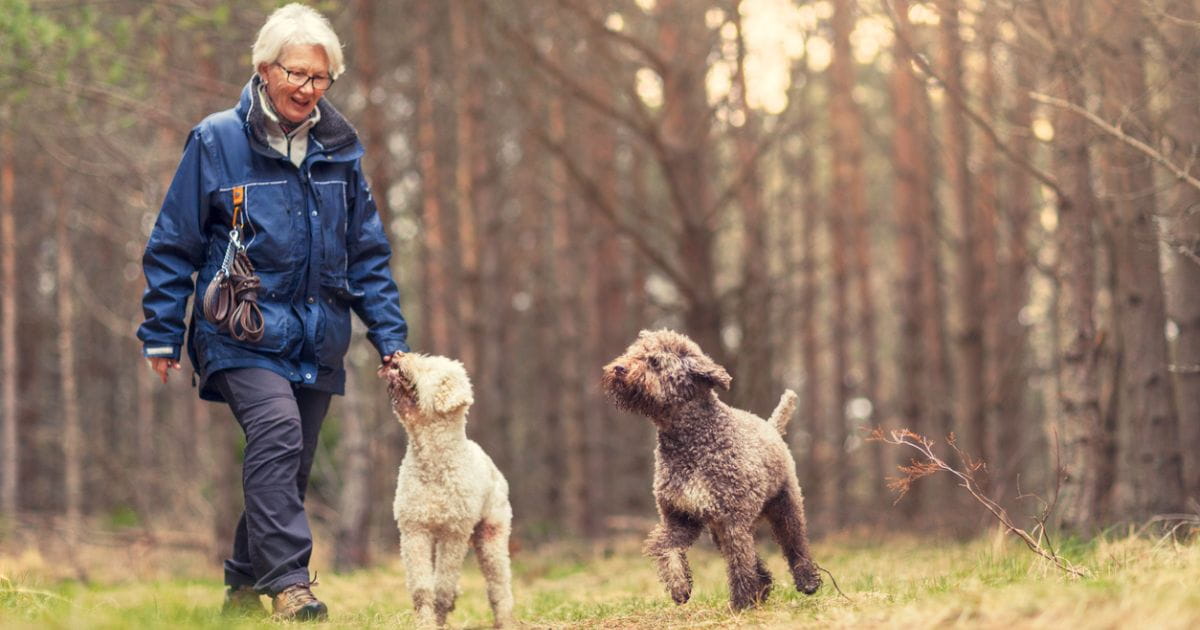 A woman walking in the woods with two dogs