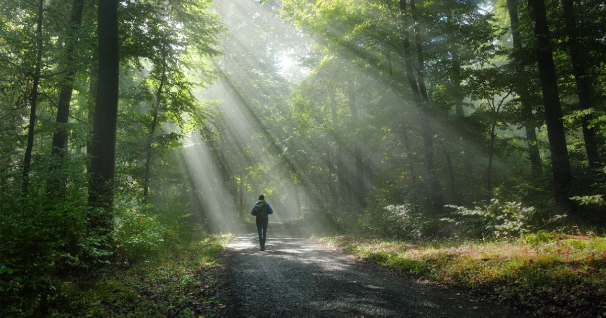Light shining into woodland
