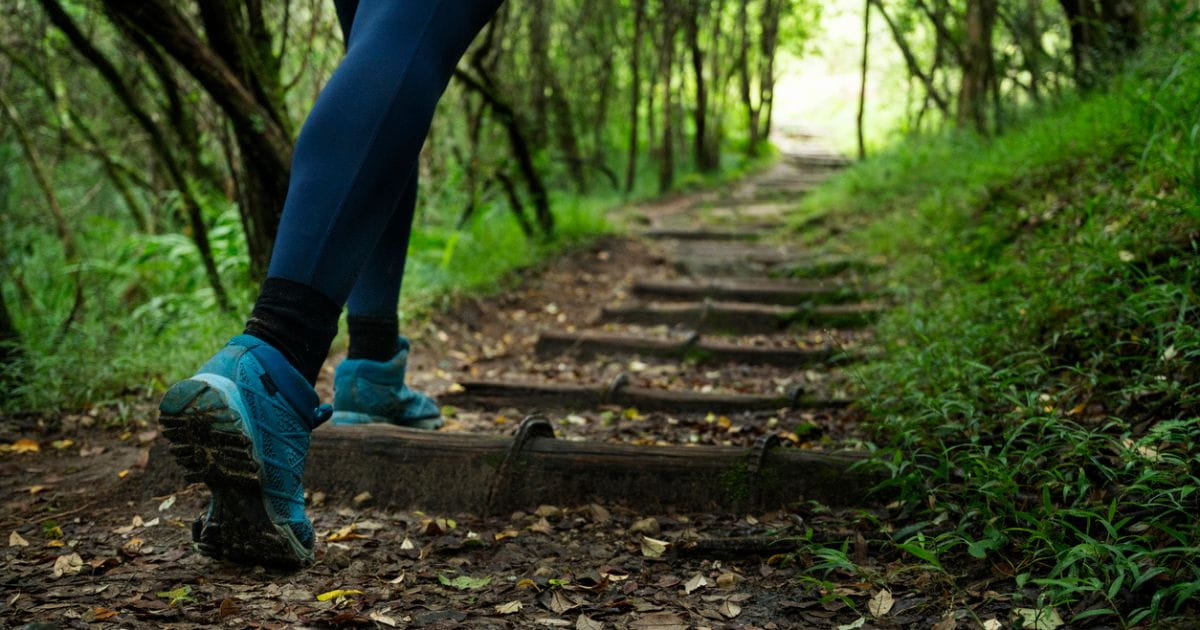 A woodland walk