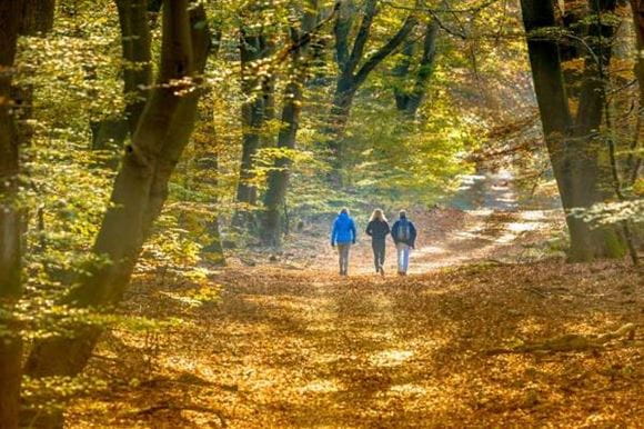Orange leaves in autumn woodland