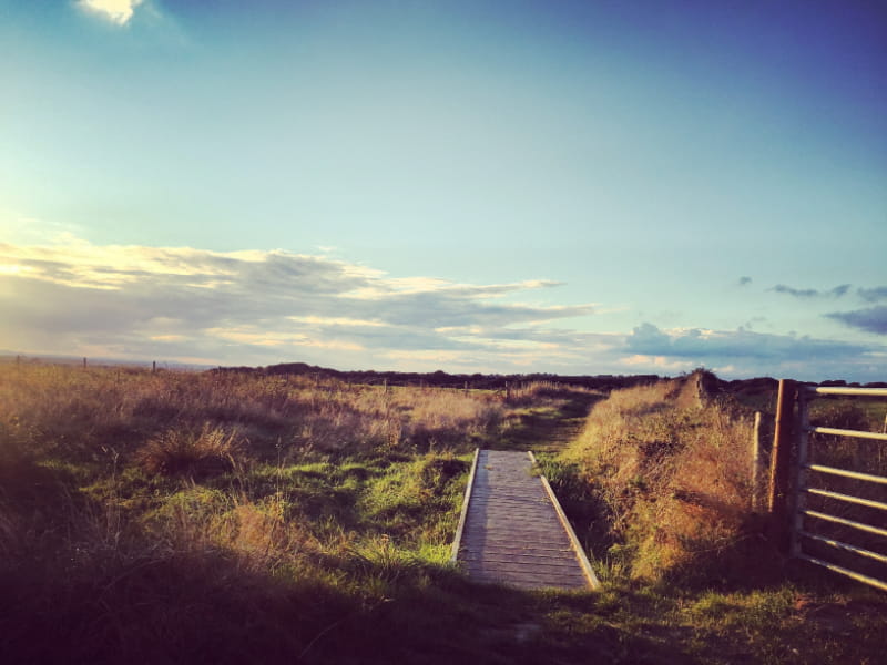 a bench in a grassy field